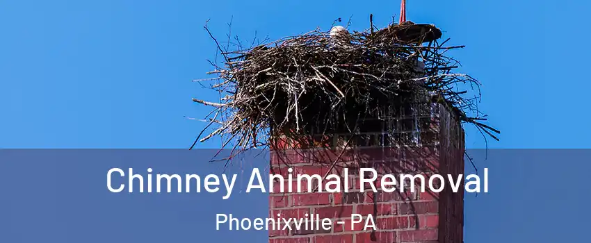 Chimney Animal Removal Phoenixville - PA