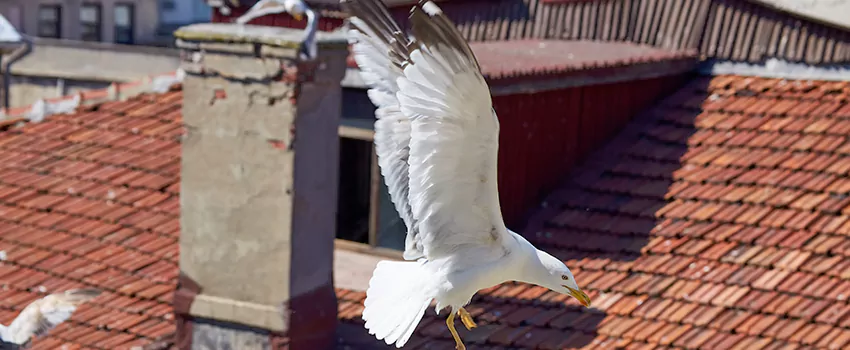 Residential Chimney Animal Removal Solution in Phoenixville, PA