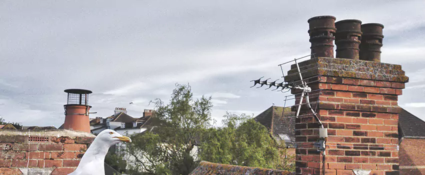 Chimney Cleaning And Restoration in Phoenixville, Pennsylvania